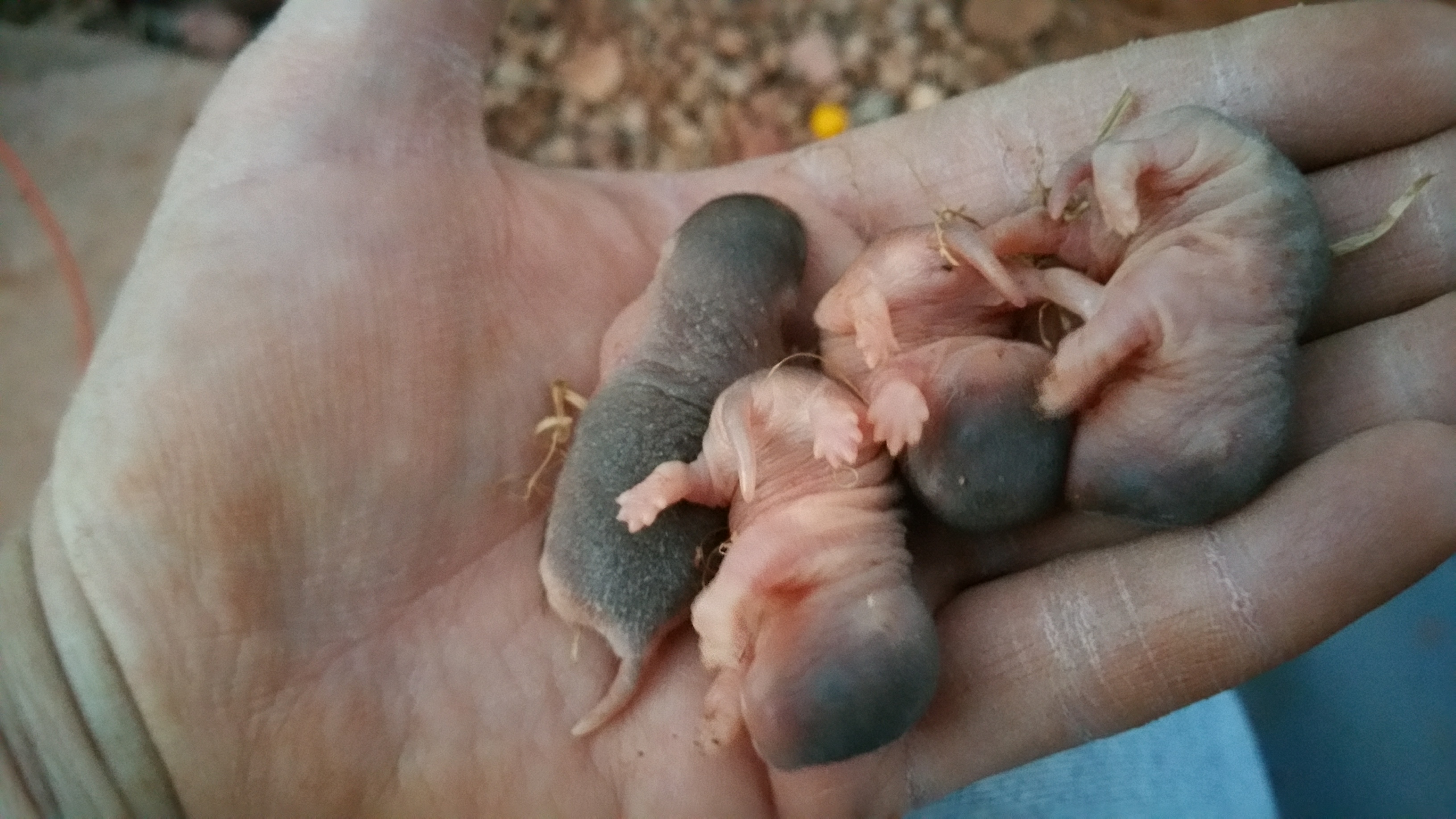 baby gophers