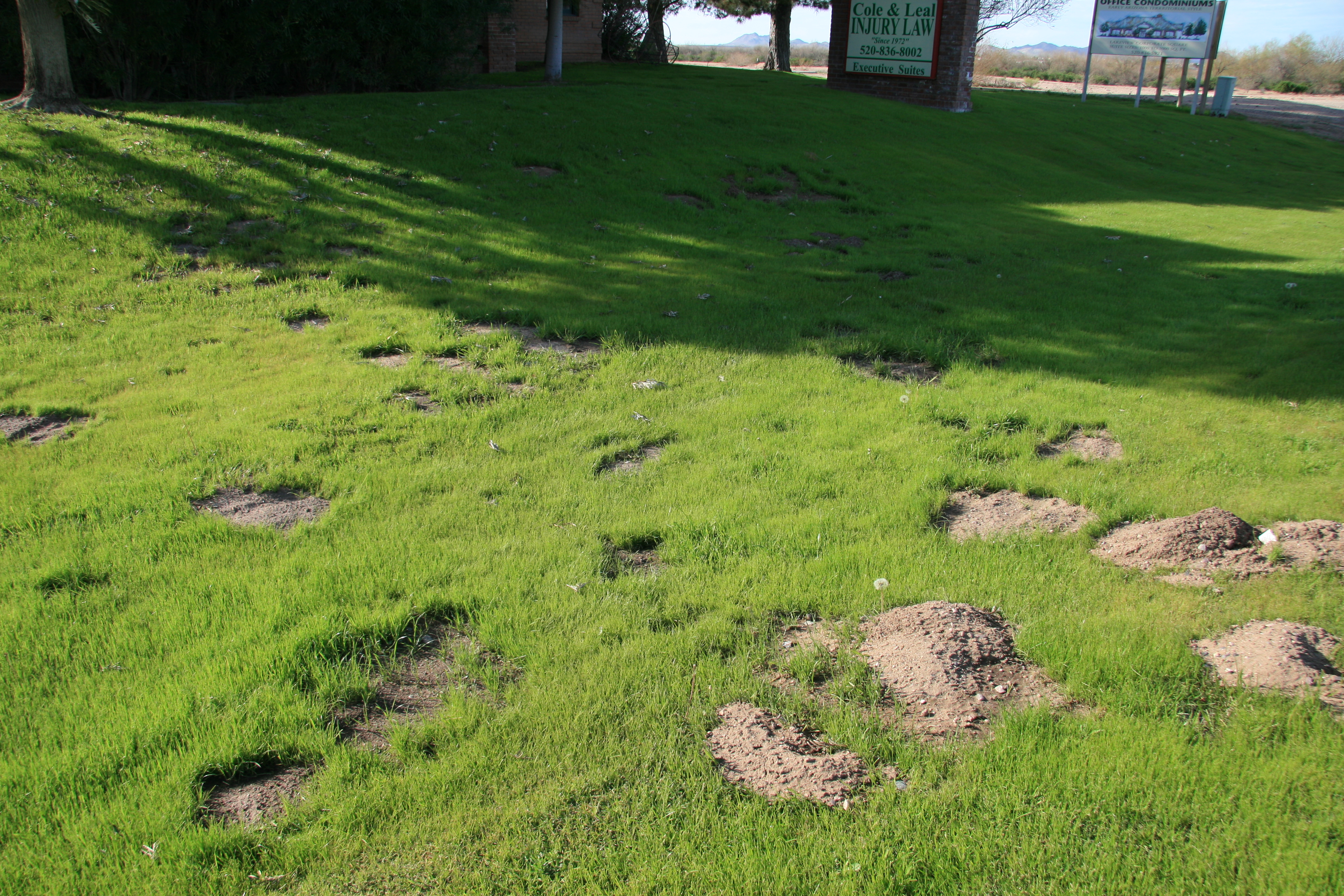 gophers and lawns