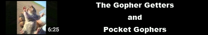pocket gophers