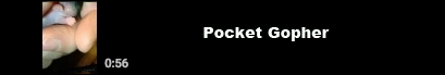 pocket gopher