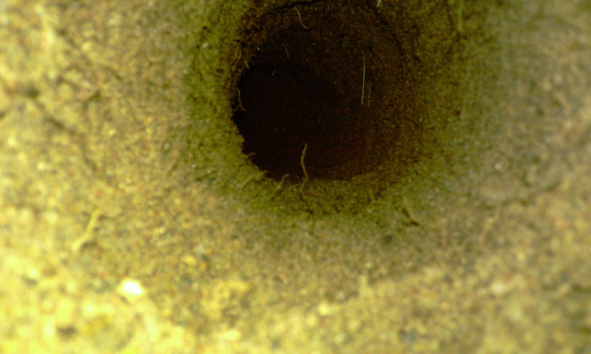 Gopher tunnel entrance