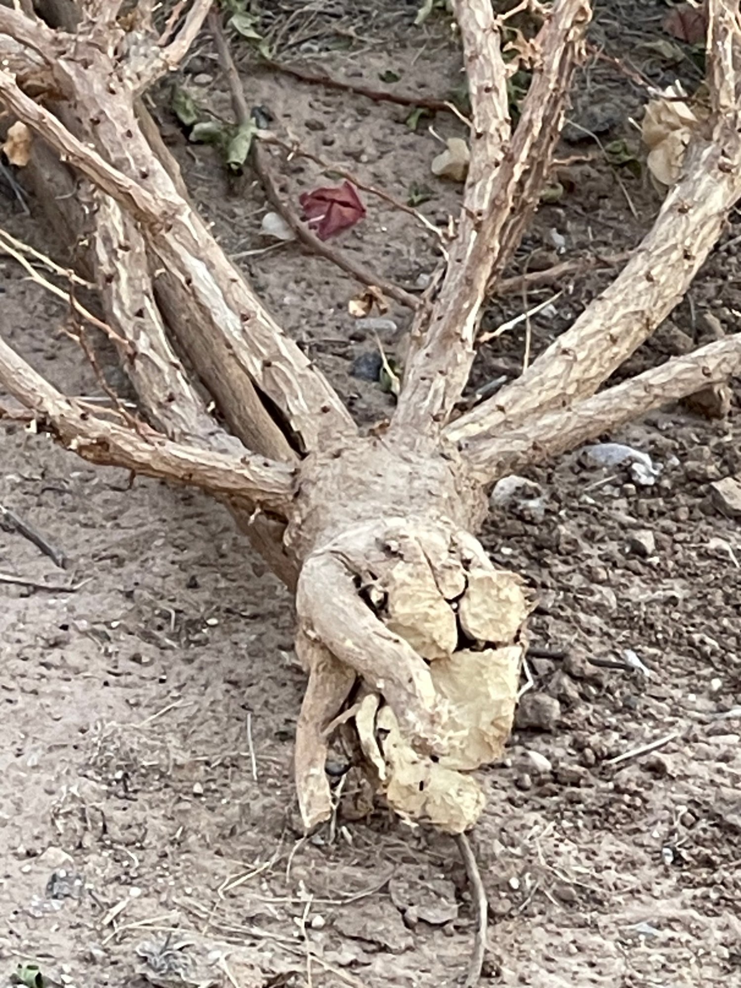 Root damage from gopher activity
