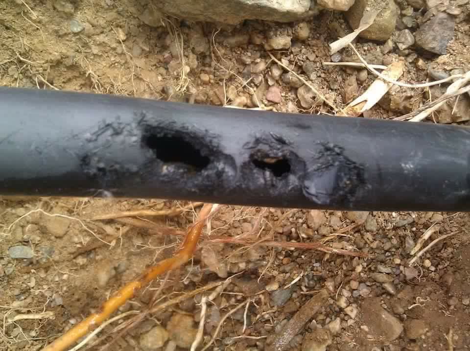 Irrigation pipe chewed by gophers