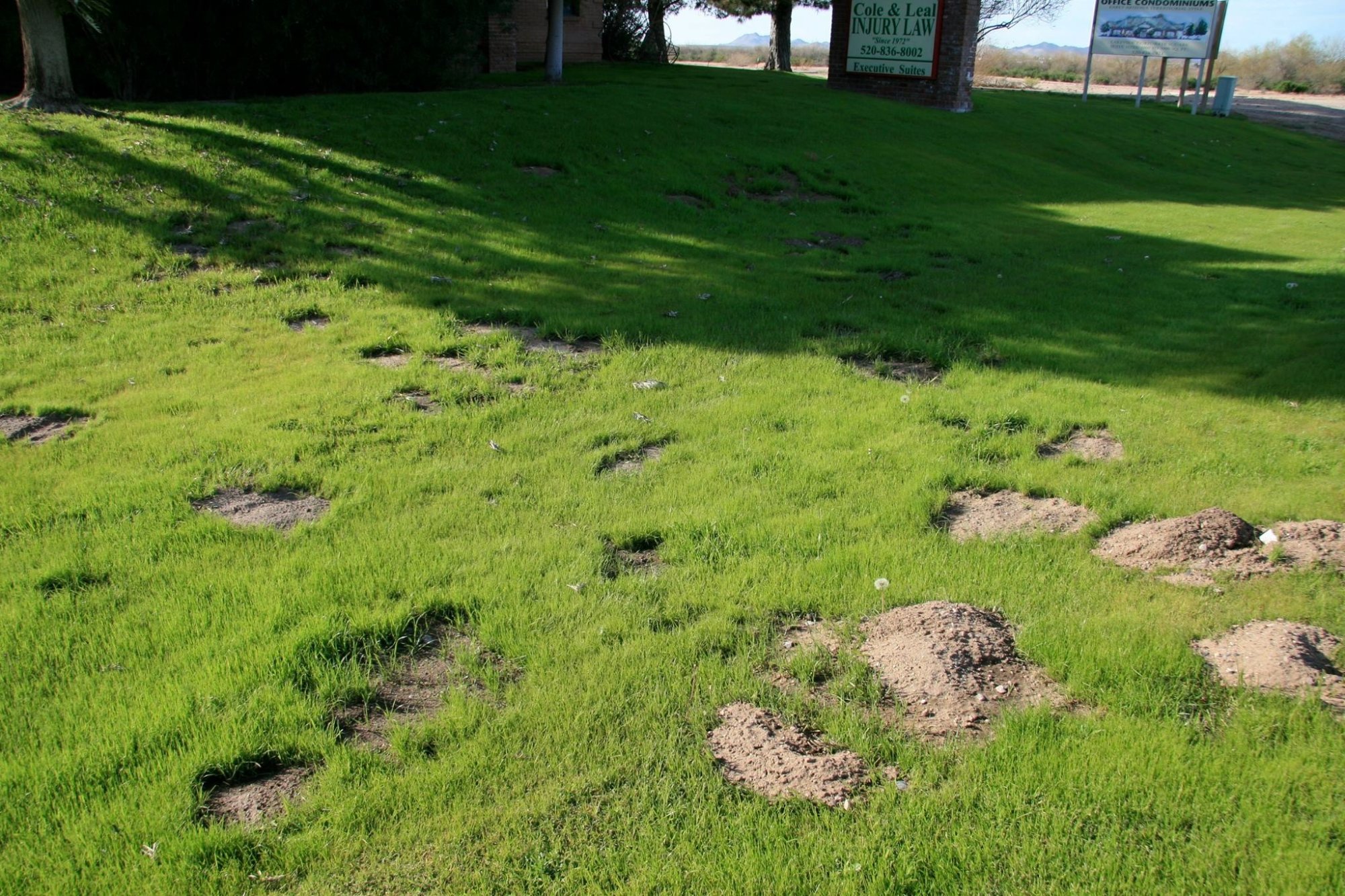 Gopher damage to lawn