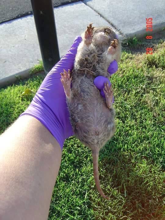 Gopher specimen research
