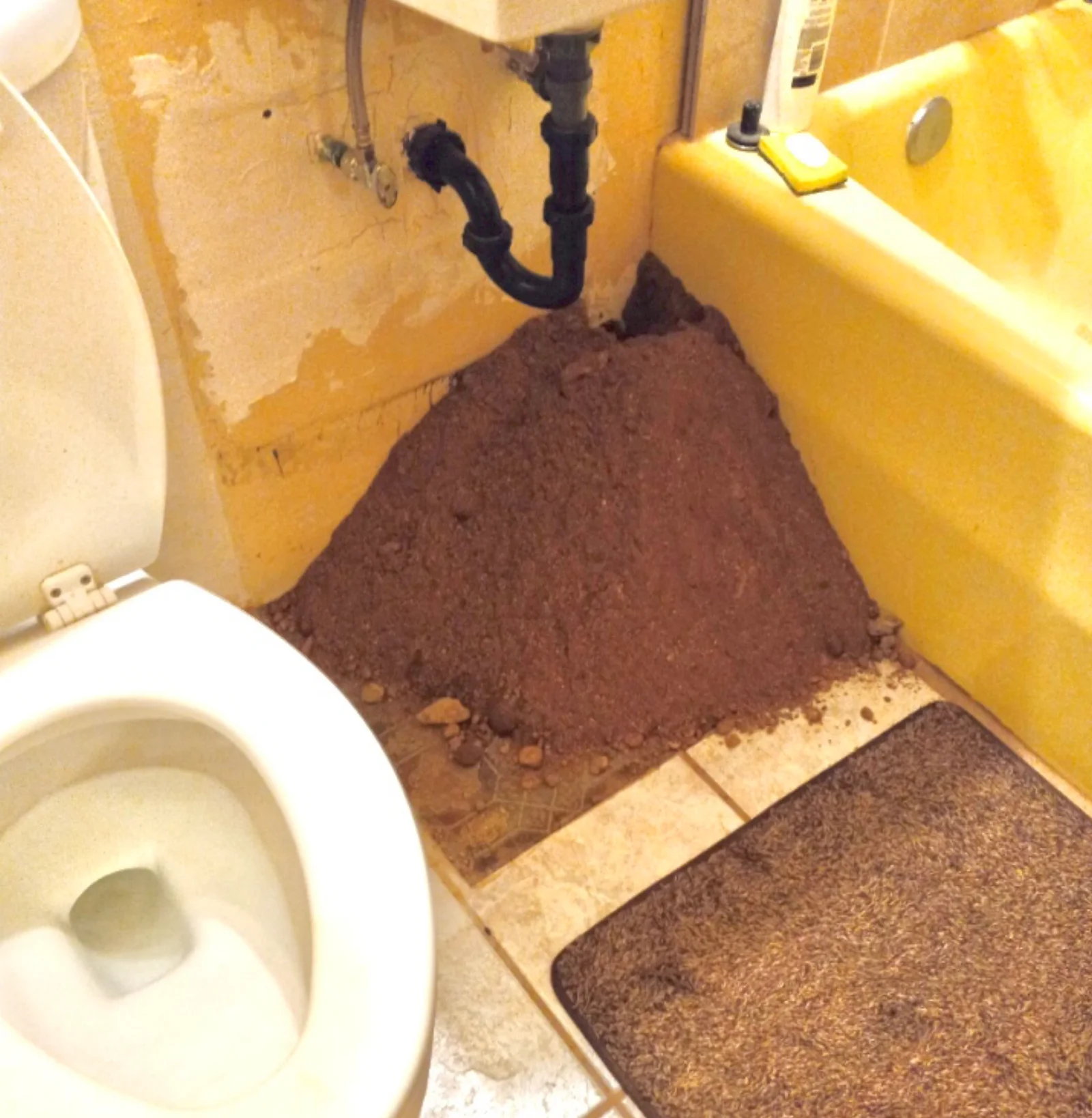 Large gopher mound erupting through bathroom floor causing interior property damage