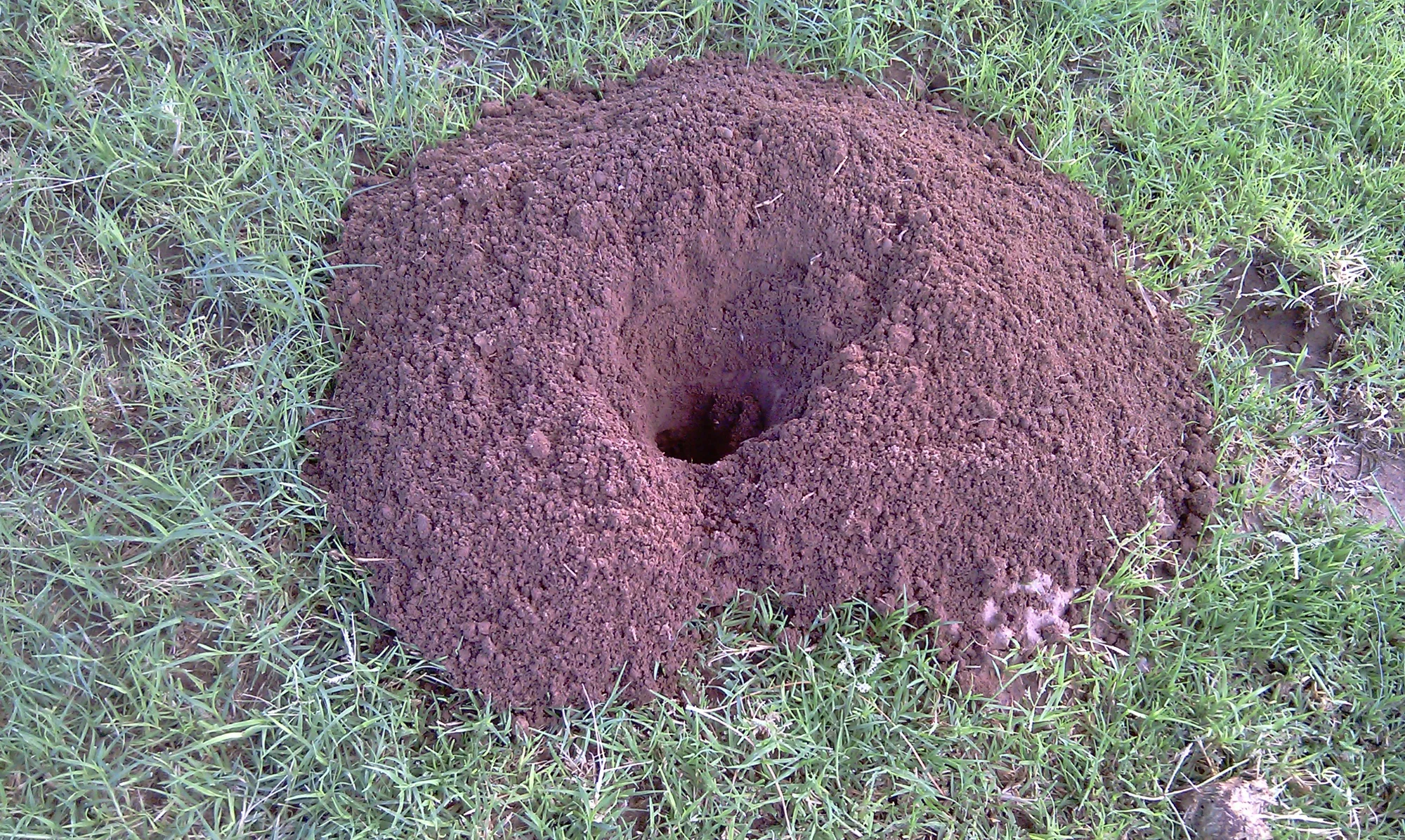 Large fresh gopher mound showing active infestation in Arizona lawn